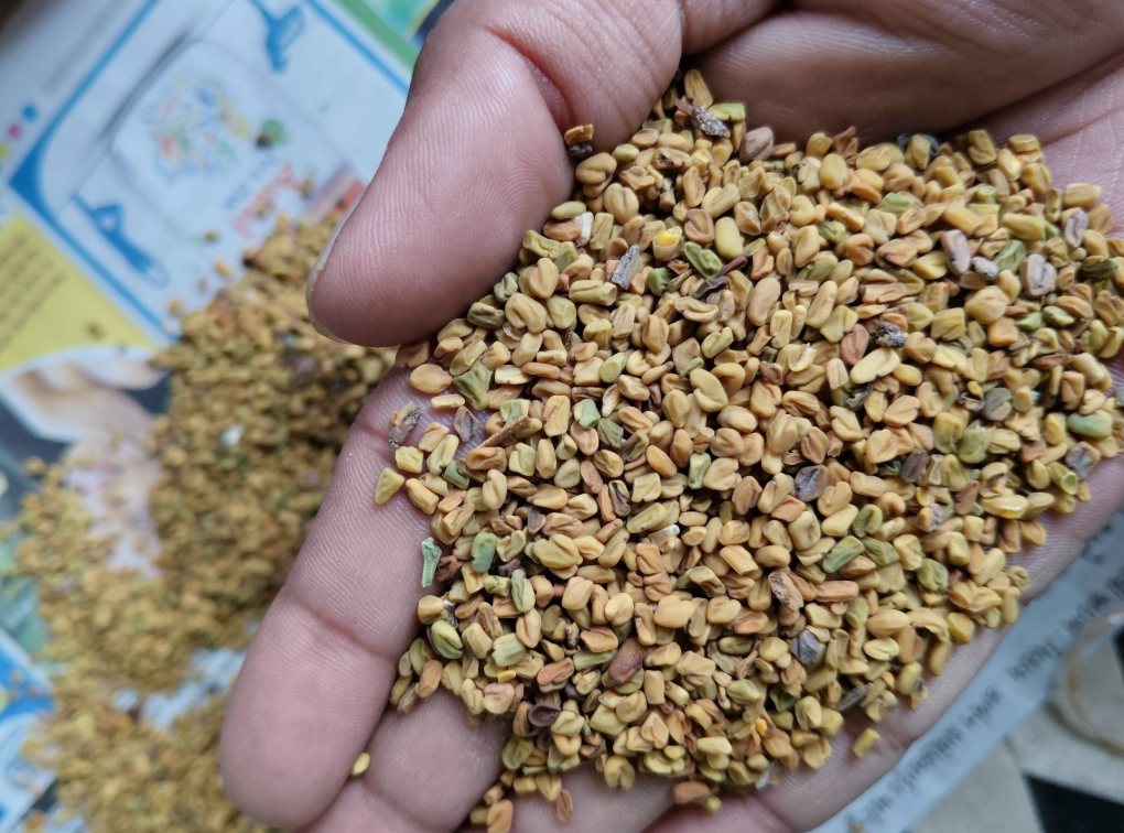 FENUGREEK 002